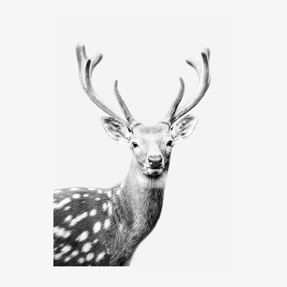 Fallow Deer