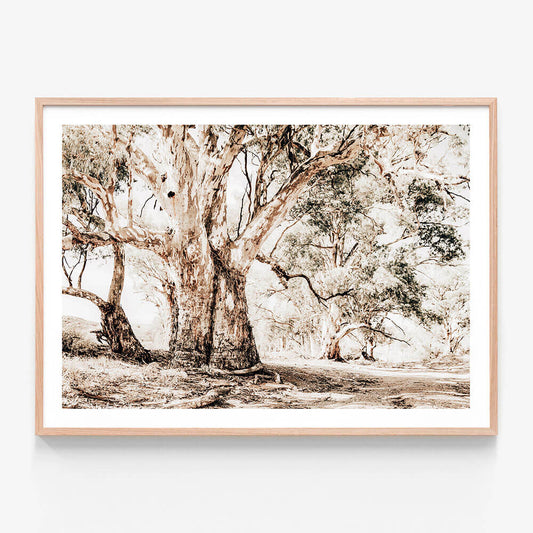 Flinders Ranges