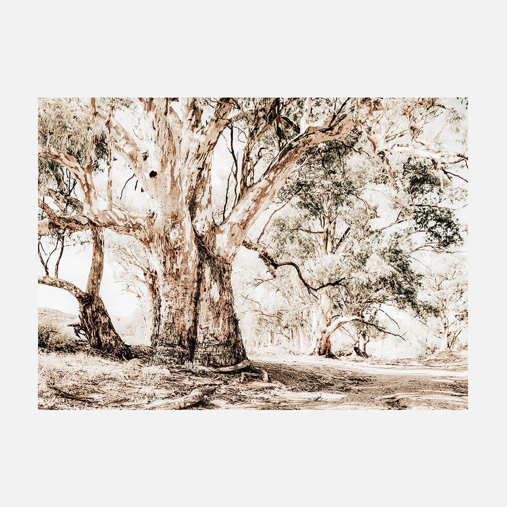 Flinders Ranges