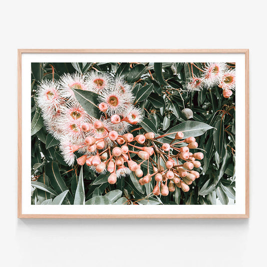 Flowering Gum