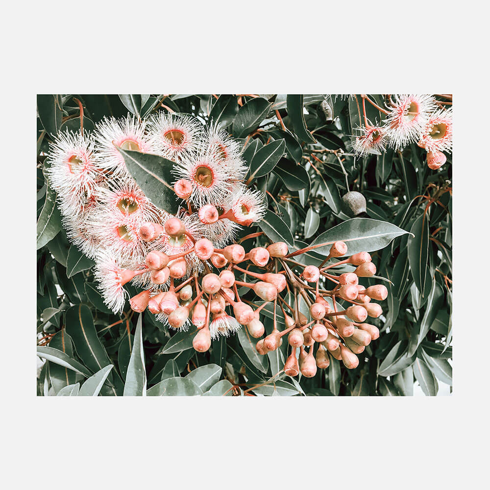Flowering Gum