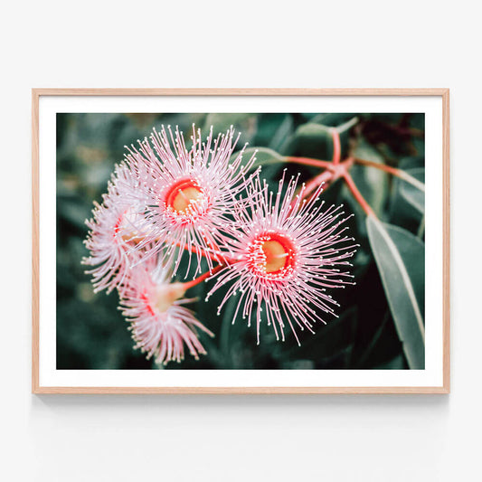 Flowering Native