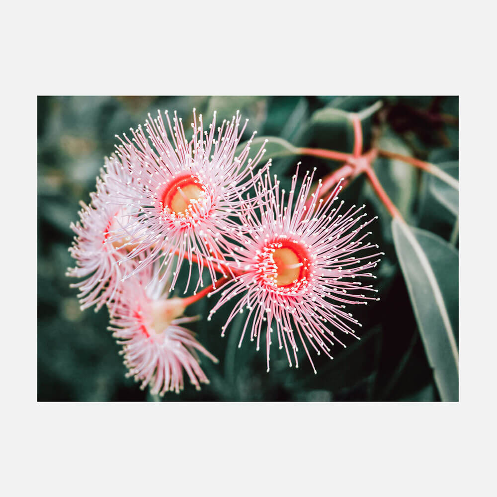 Flowering Native