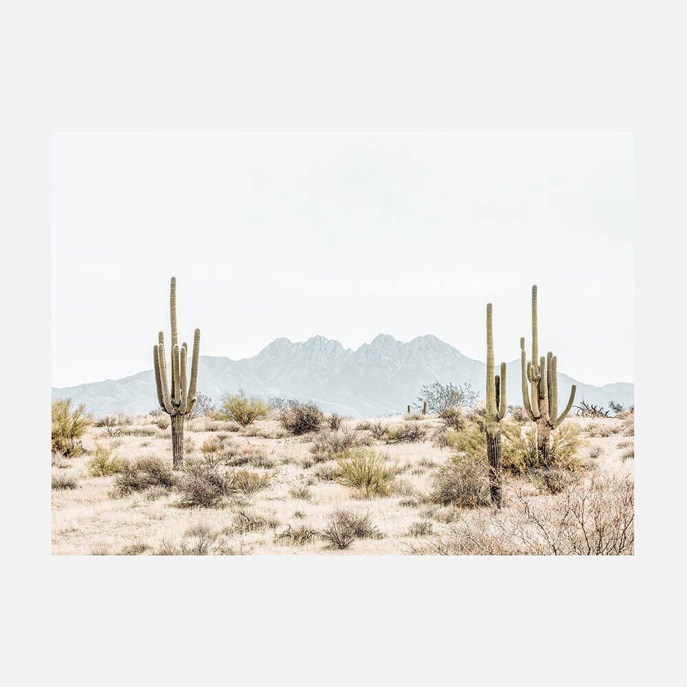 Four Peaks Saguaros