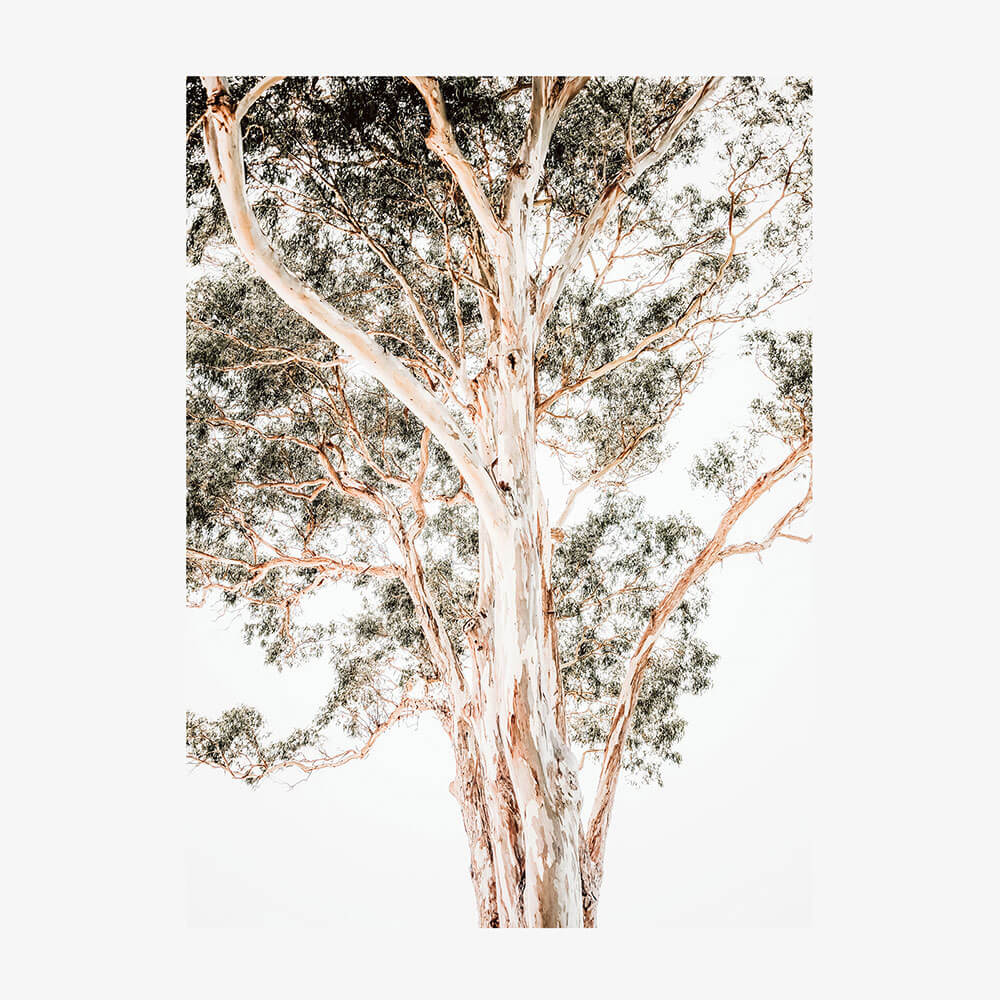 Grand Eucalyptus