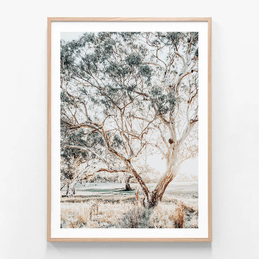 Gum Trees wall art print in oak frame