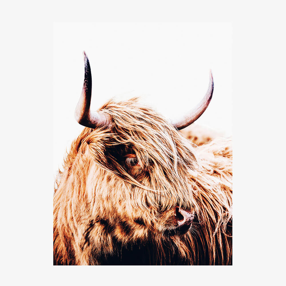 Hamish