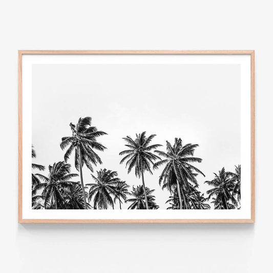 Hawaii Palms B&W