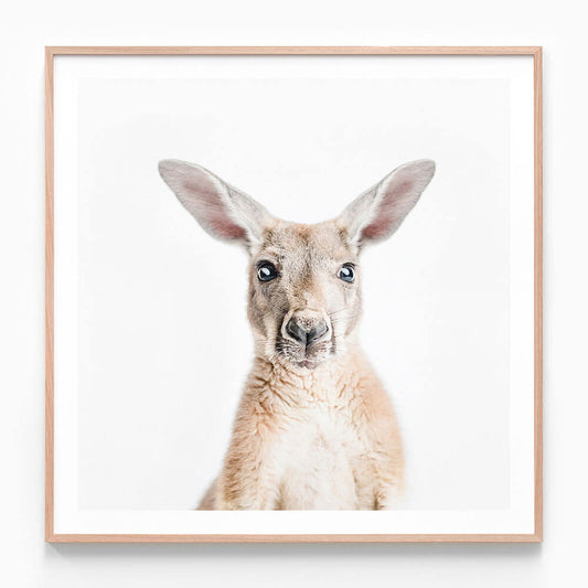 Hello Kangaroo