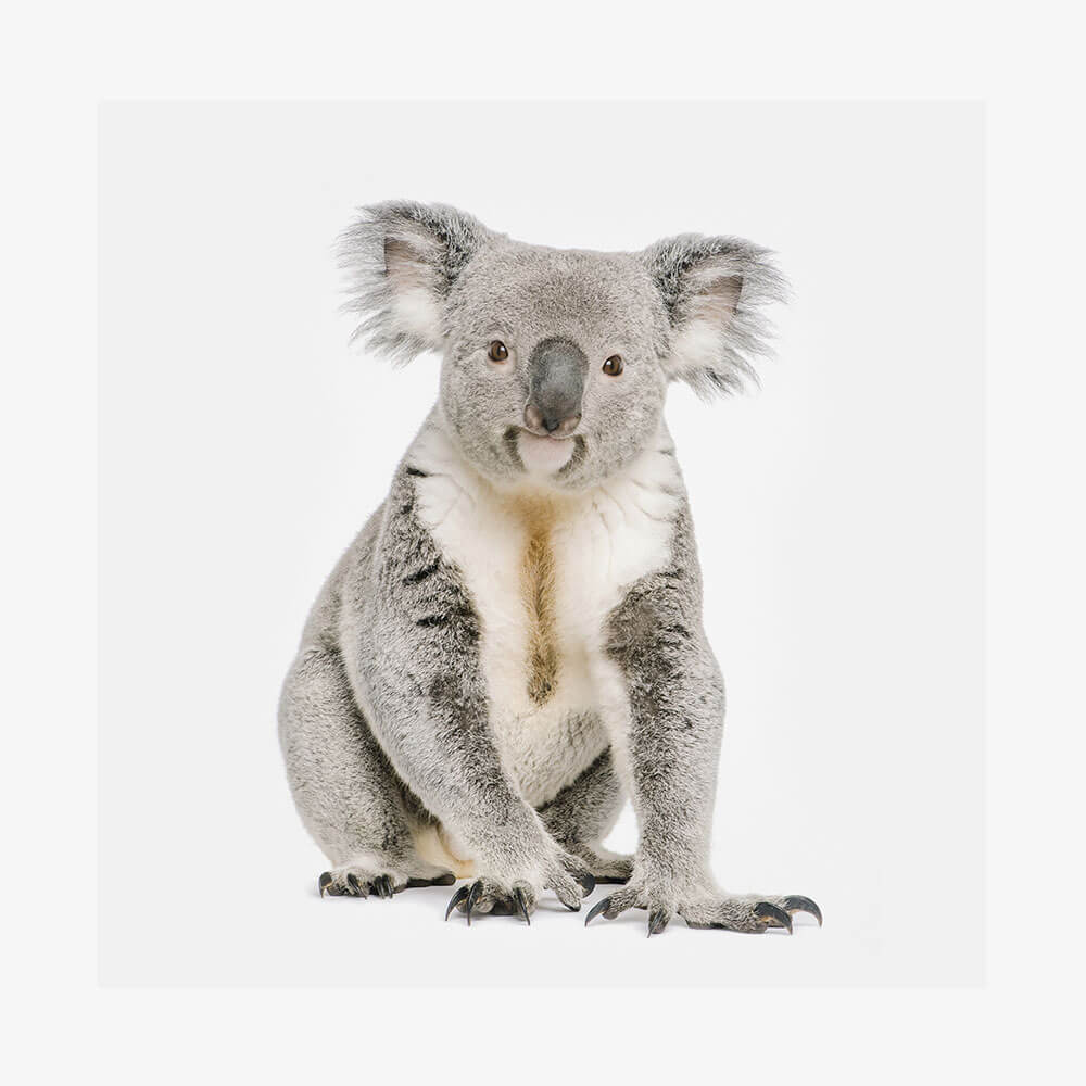 Hello Koala