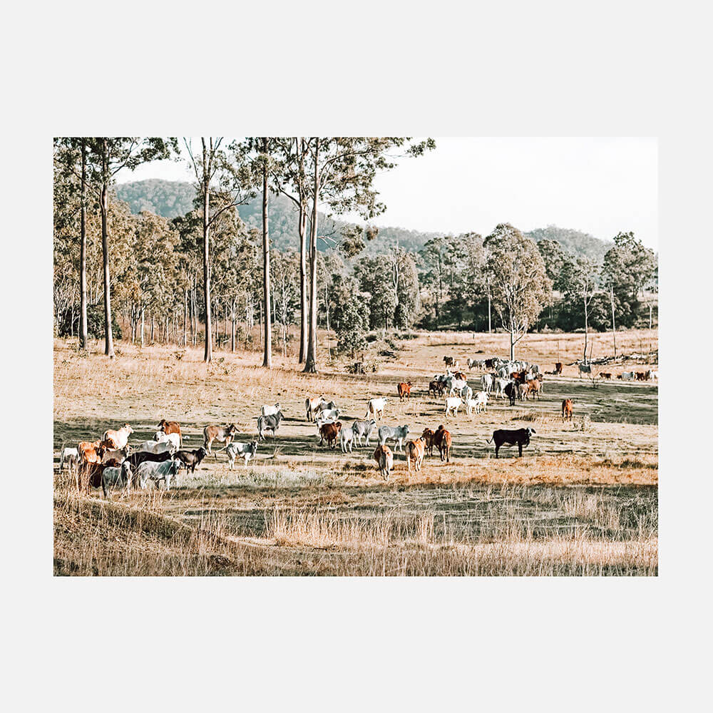High Country