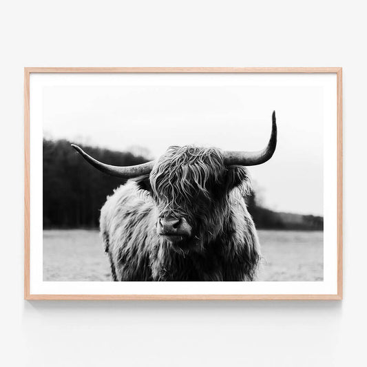 A black and white photography framed print of a Scottish highland cow.