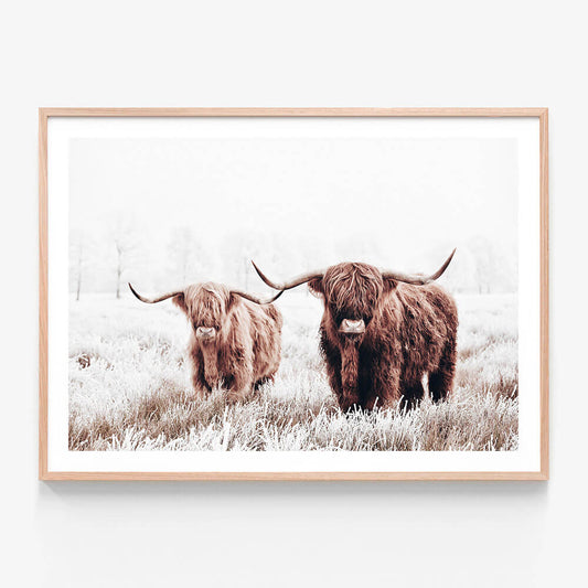 Framed print of a pair of highland cows in a field.