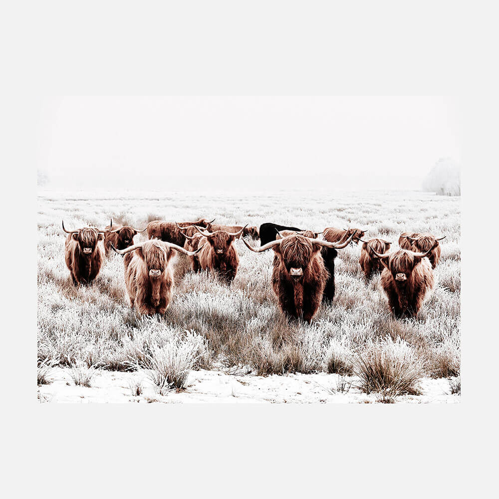 Highland Tribe
