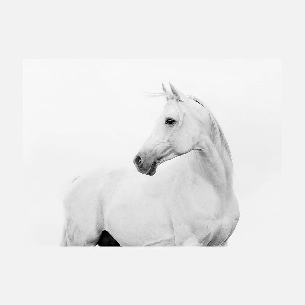 Horse Lover