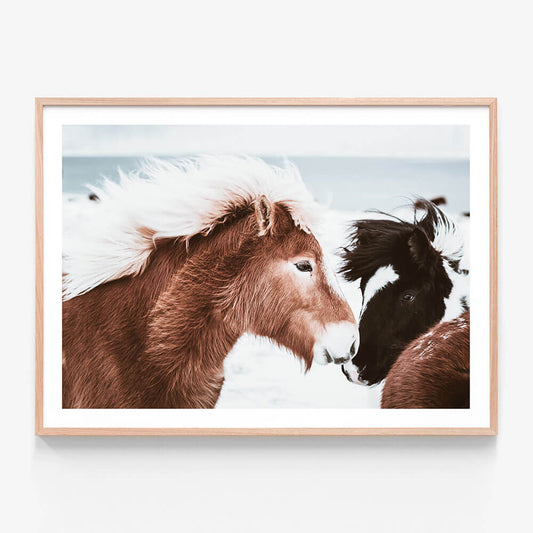 Icelandic Horses No. 2