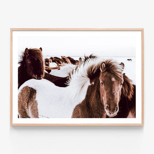 Icelandic Horses