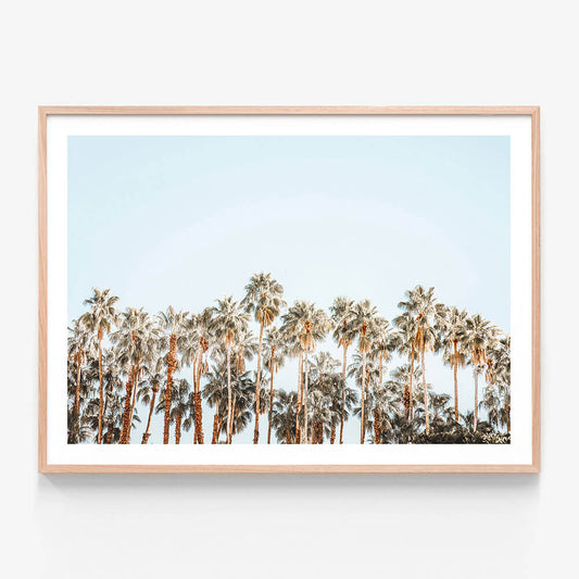 Island Palms