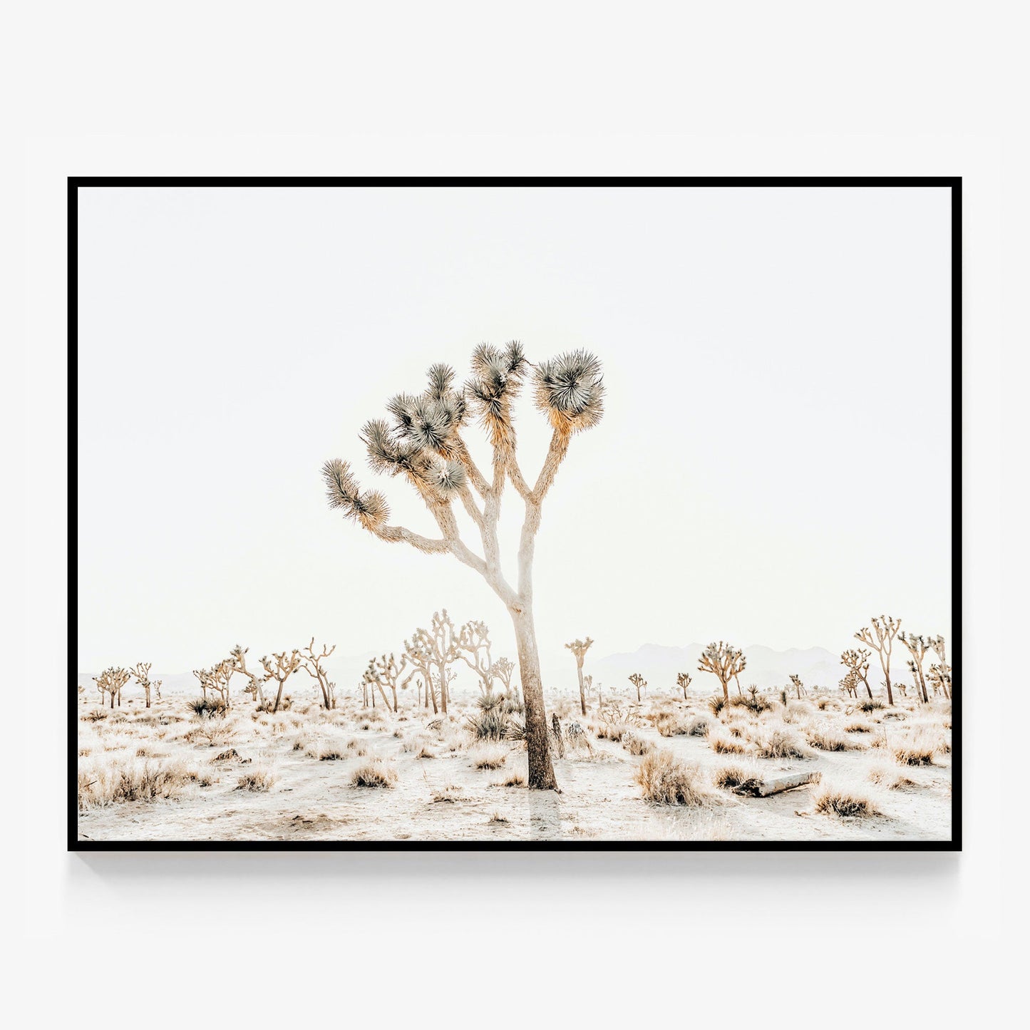Joshua Tree No. 4 Canvas