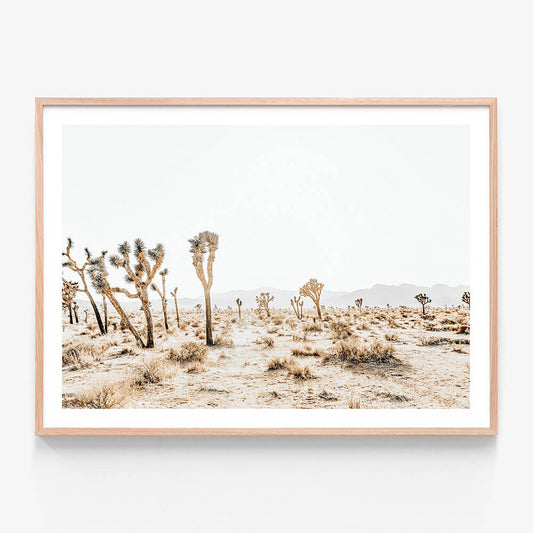 Joshua Tree No. 5
