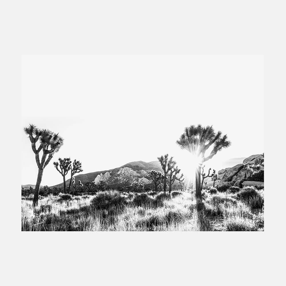 Joshua Tree B&W