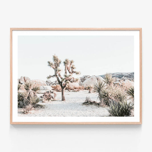 Joshua Tree Sunrise
