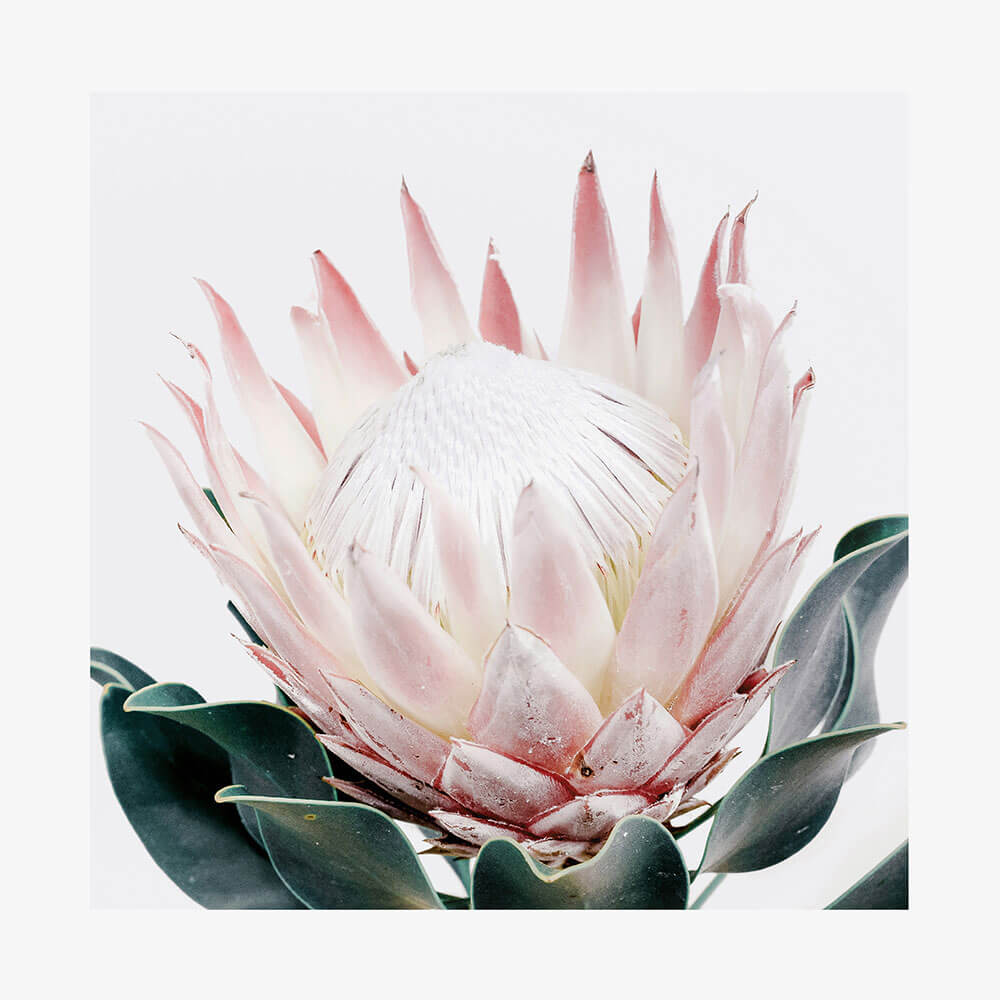 King Protea No. 2