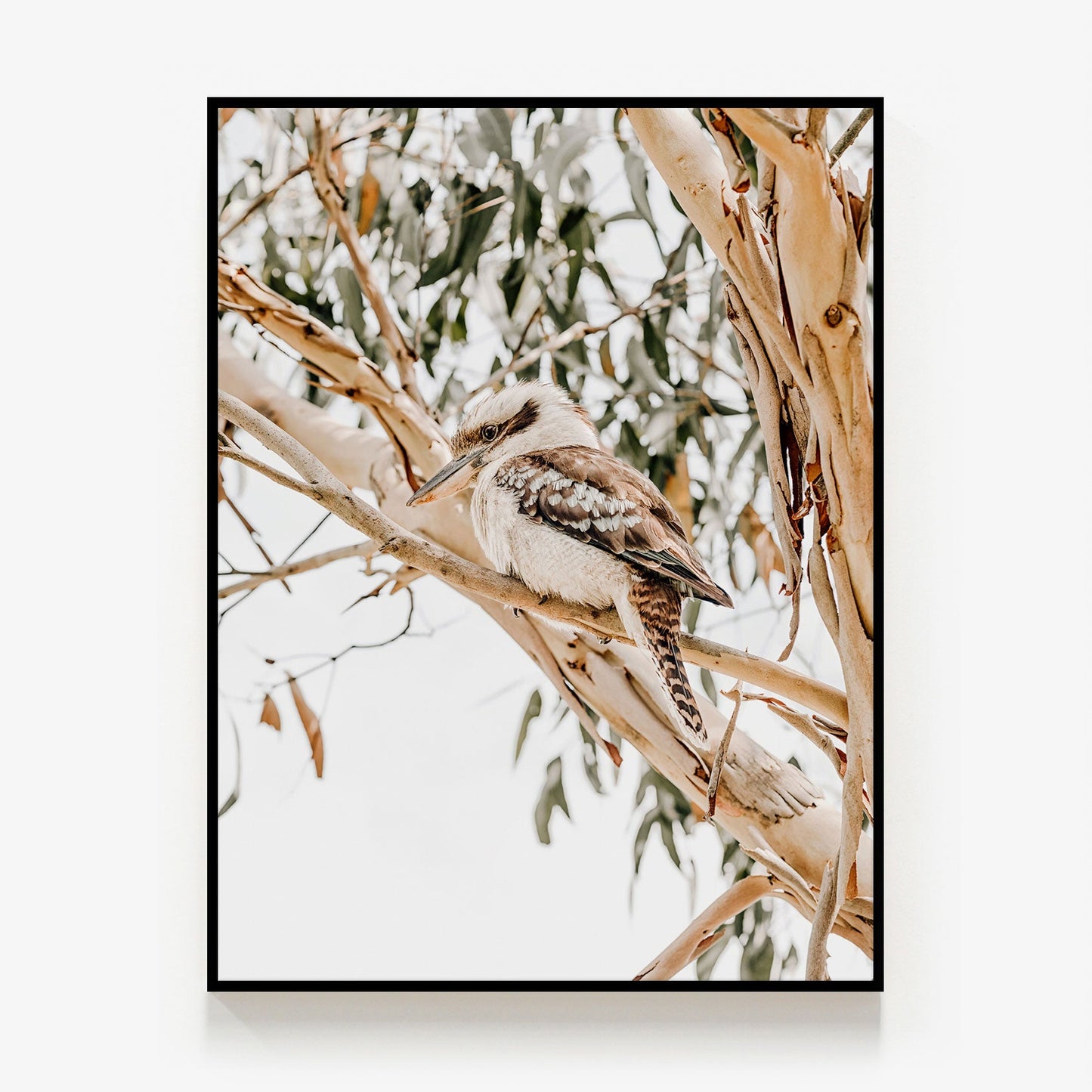 Kookaburra Canvas