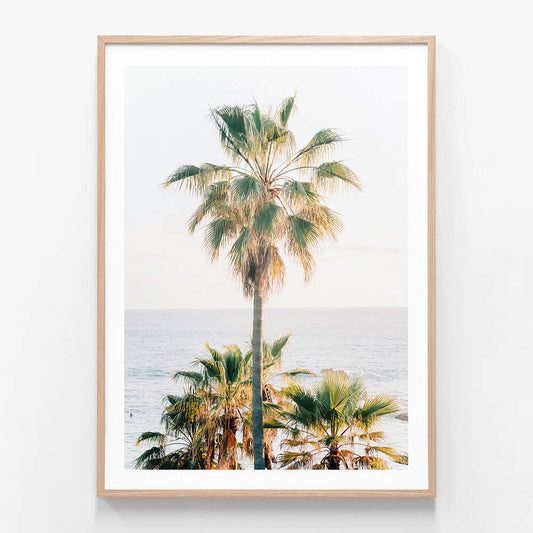 Laguna Palm