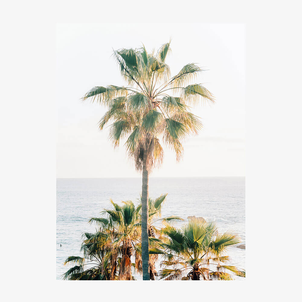 Laguna Palm