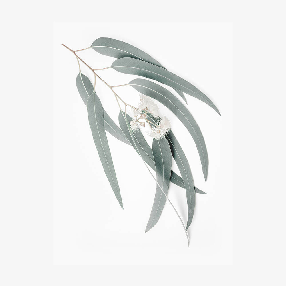 Light Eucalyptus Leaves