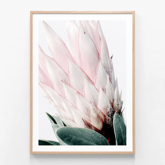 Light Protea No. 2
