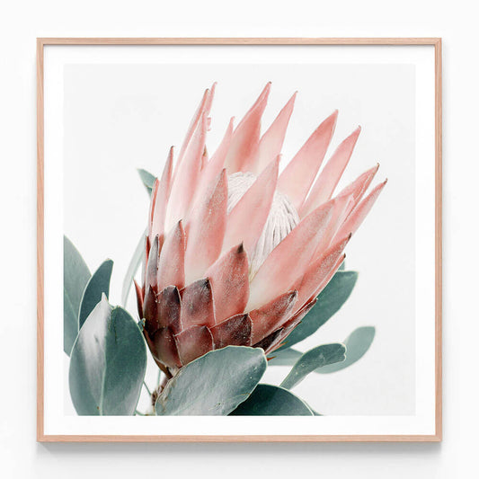 Light Protea