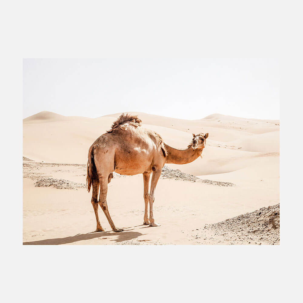 Lone Camel