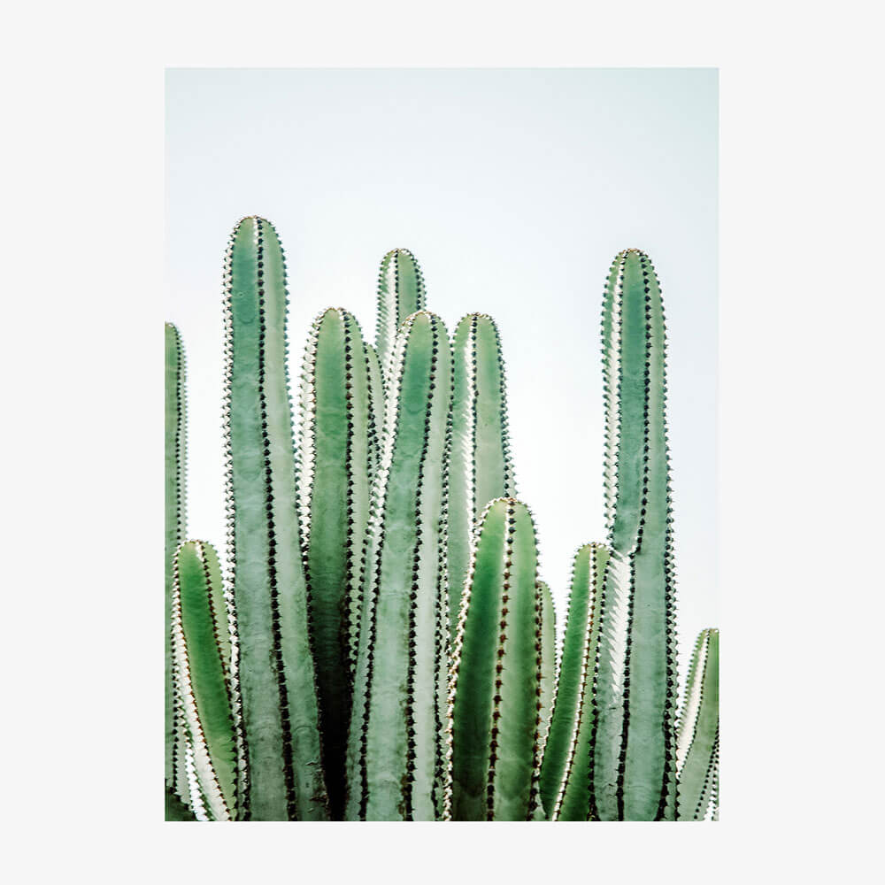 Lush Cacti