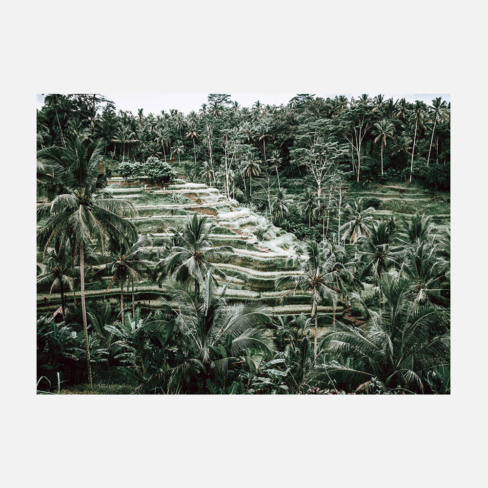 Lush Terraces