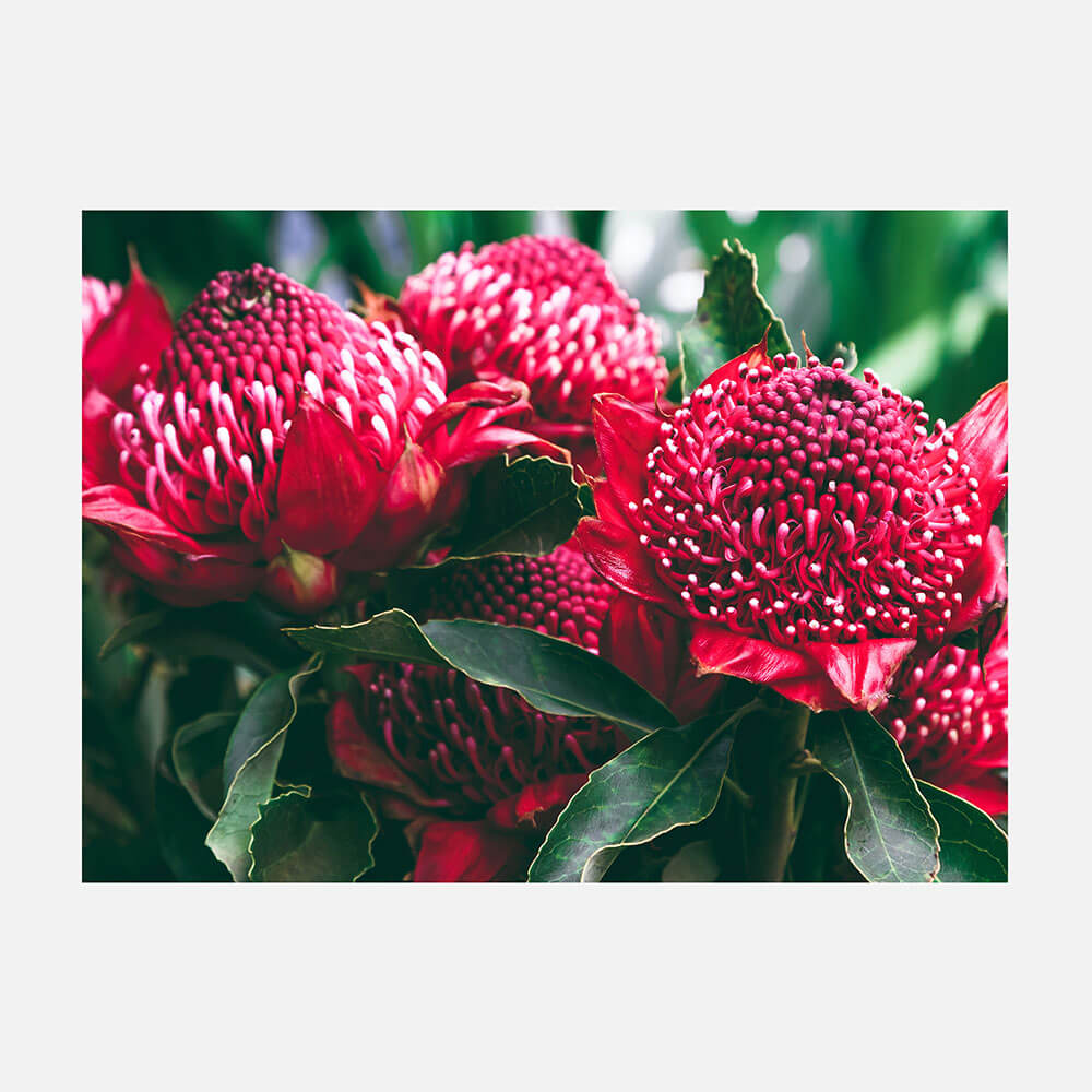 Madeira Florals