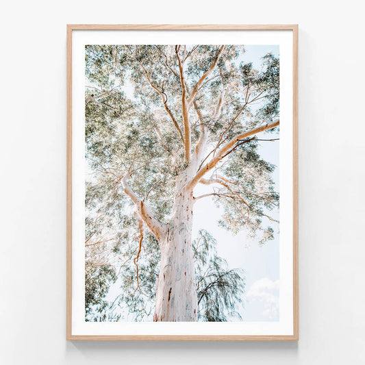 A photographic art print print featuring a majestic gum tree with a focus on its trunk and canopy against a blue sky.