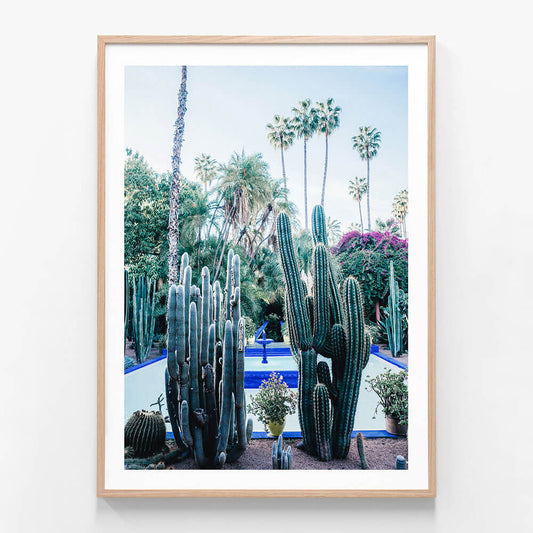 Marrakech Cacti