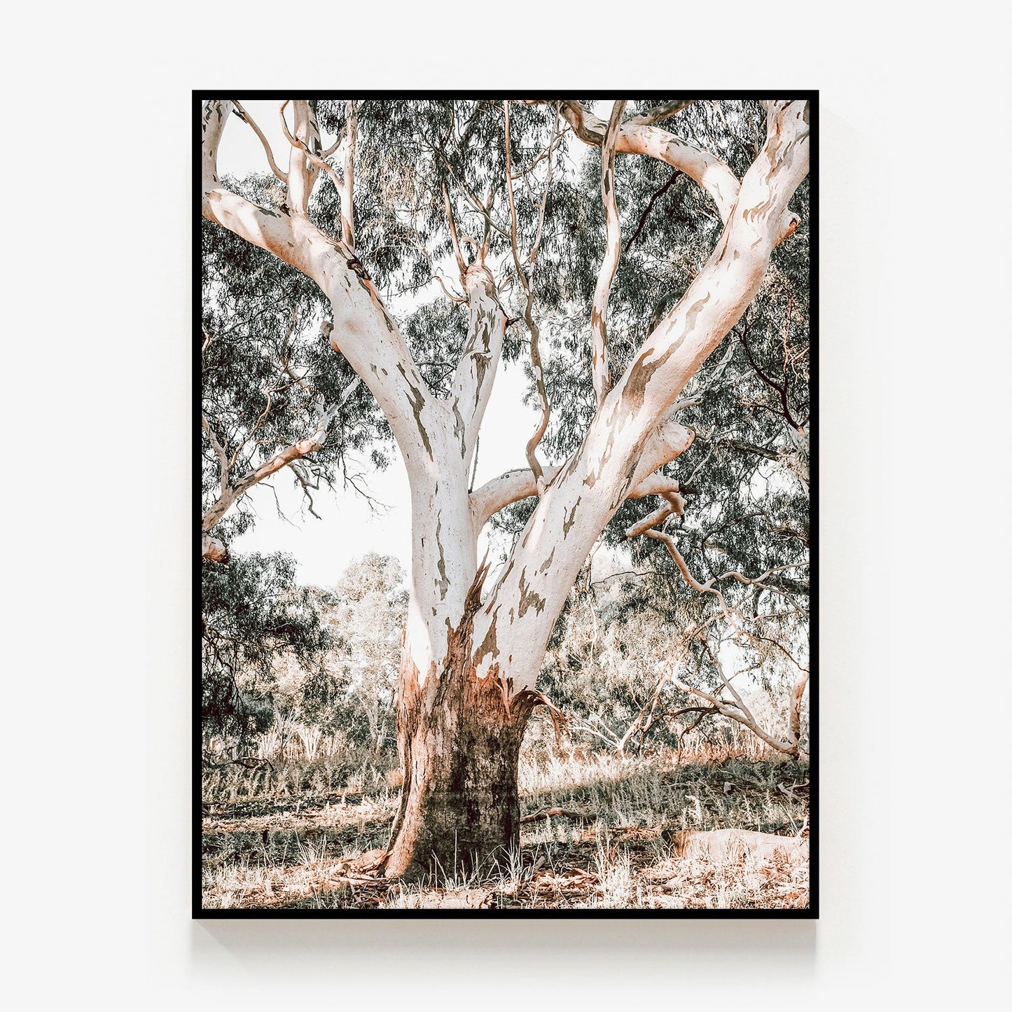 Mature Gum Canvas