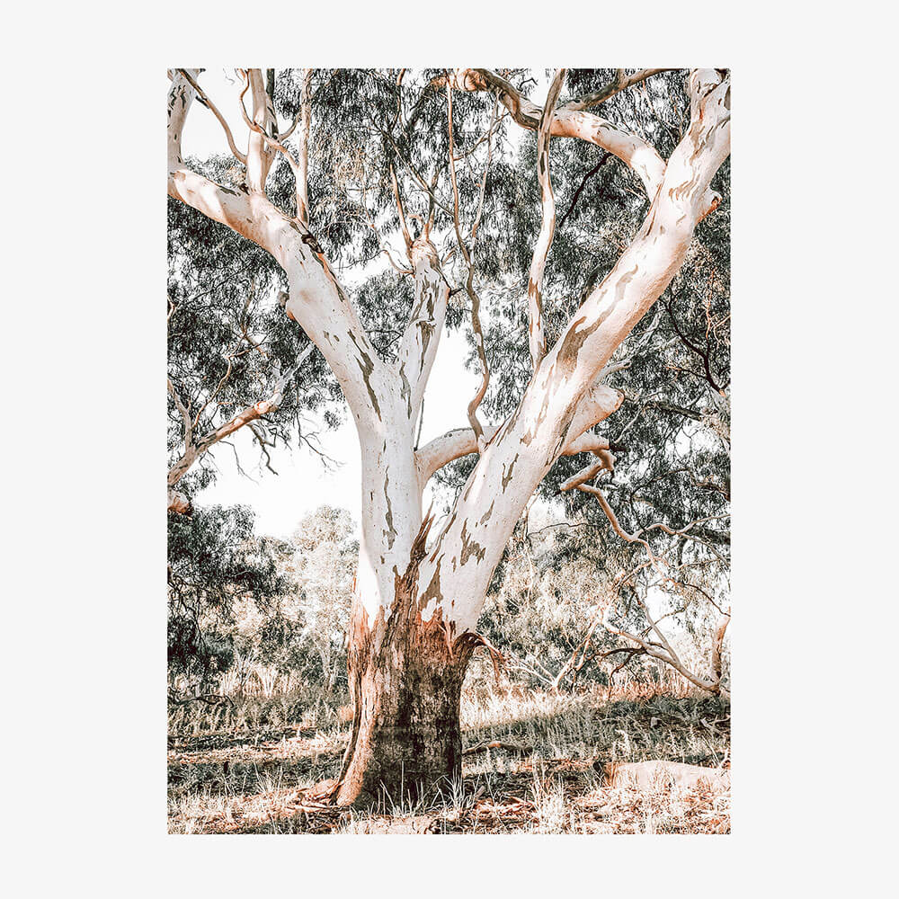 Mature Gum