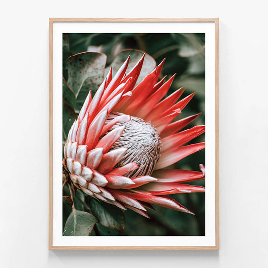 Moody Protea
