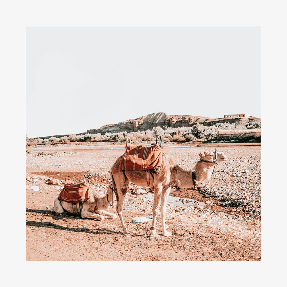 Moroccan Camels