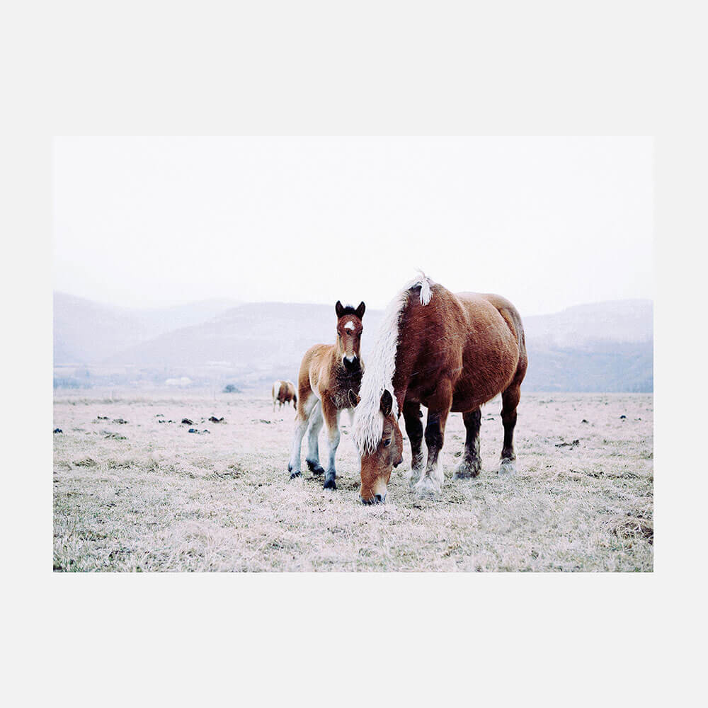 Mother & Foal