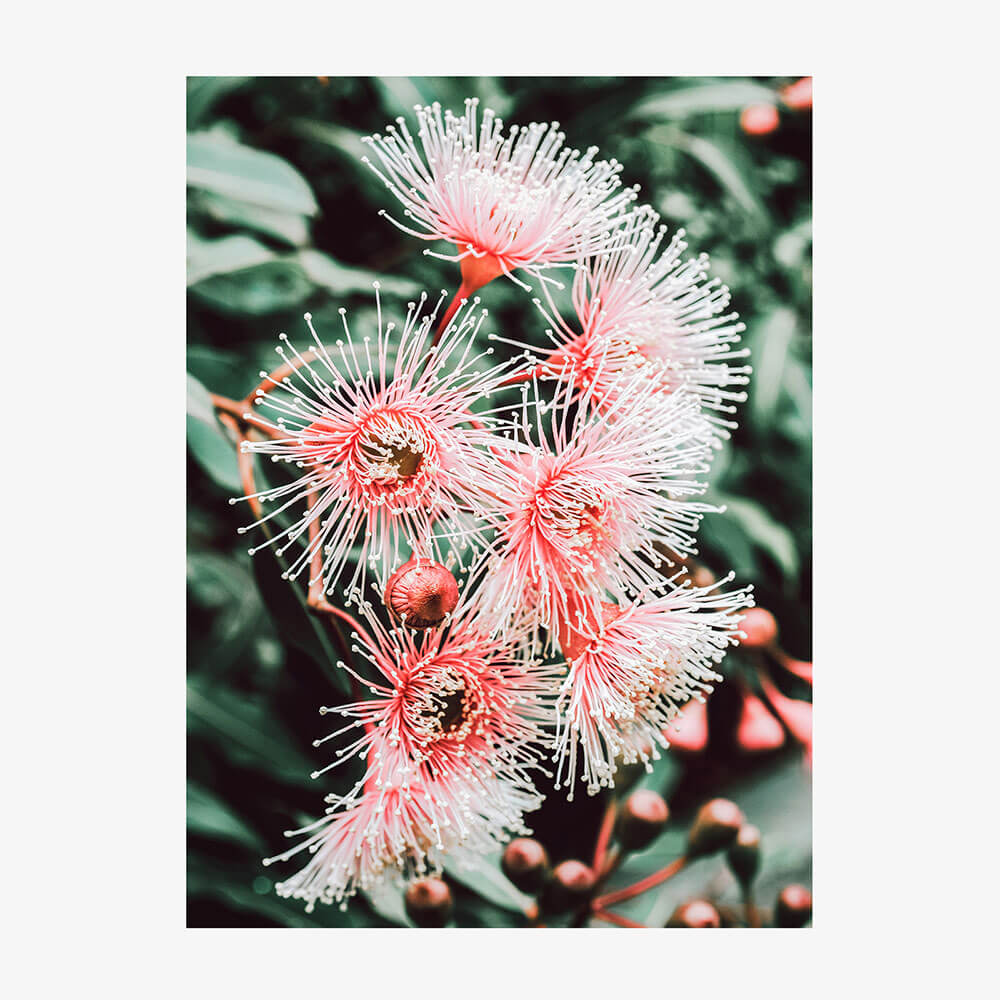 Native Beauty