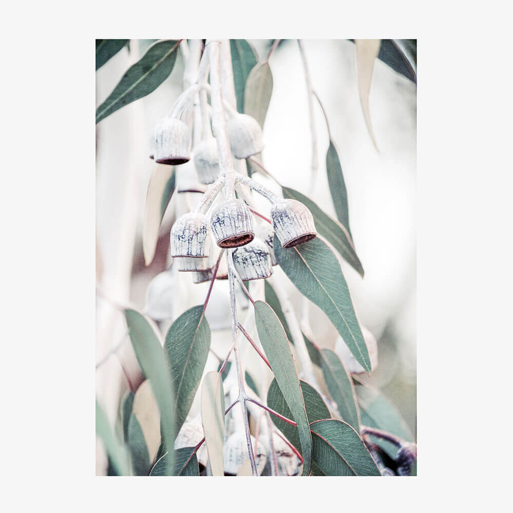 Native Flora