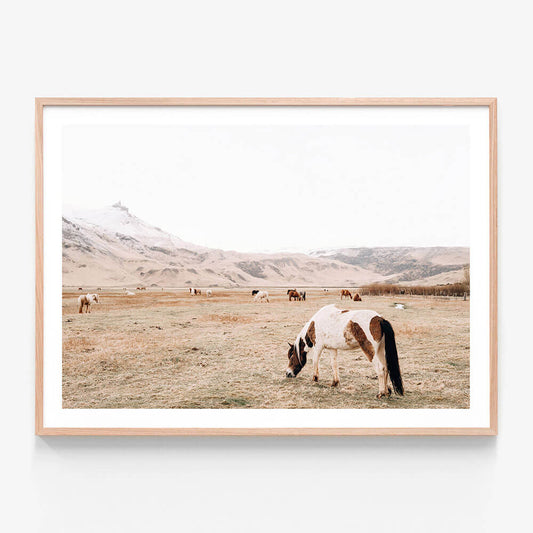 Open Pasture