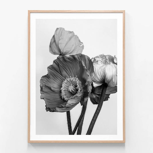 Oriental Poppies 2 wall art print in oak frame