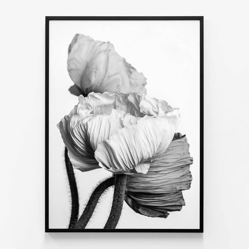 Oriental Poppies