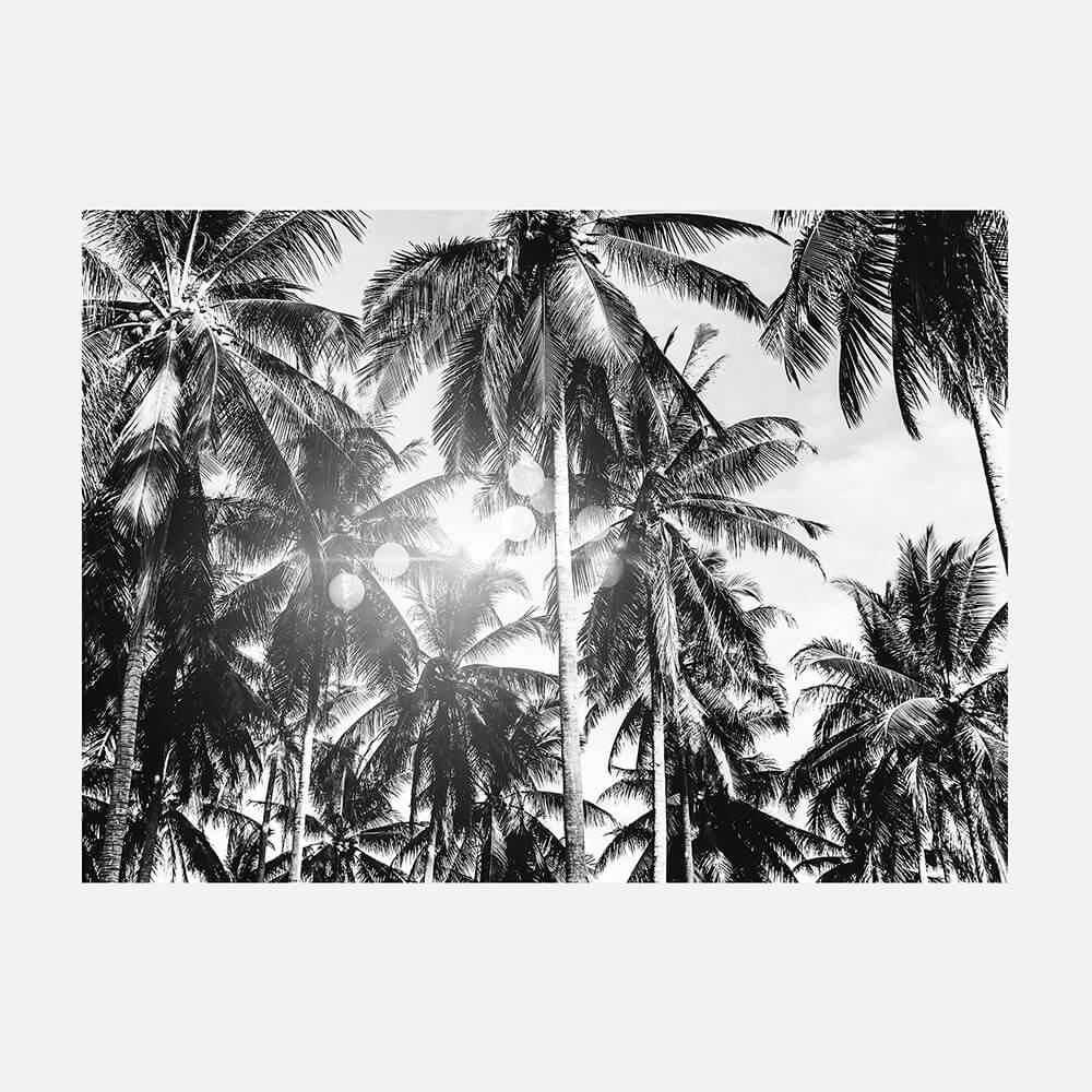 Palm Bokeh